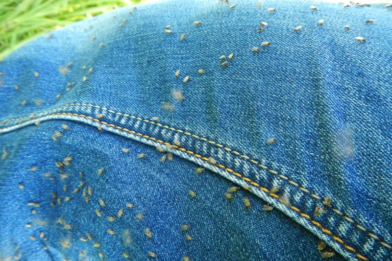 Мошка облепила джинсы сплошным шевелящимся серым ковром