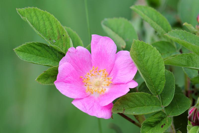 Розовый цветок дикого шиповника