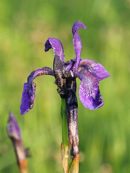 Фиолетовый цветок дикого ириса
