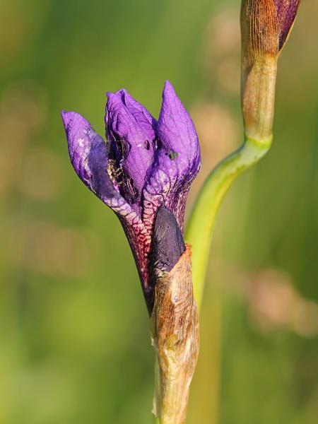Фиолетовый цветок дикого ириса