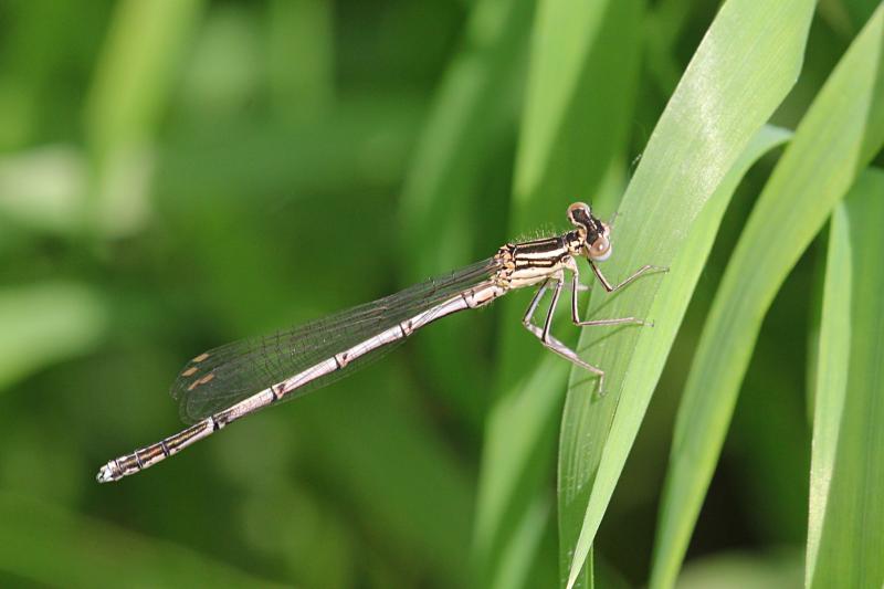 Тонкая желтовато-бурая самка стрекозы-стрелки (Coenagrionidae) с выпуклыми глазами, чёрным рисунком на теле и сложенными вдоль тела крыльями сидит на травинке