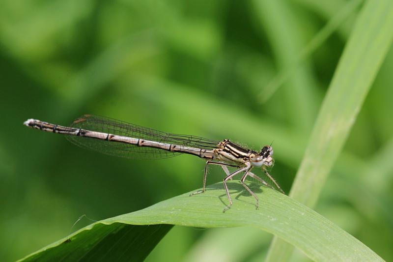 Тонкая желтовато-бурая самка стрекозы-стрелки (Coenagrionidae) с выпуклыми глазами, чёрным рисунком на теле и сложенными вдоль тела крыльями сидит на травинке