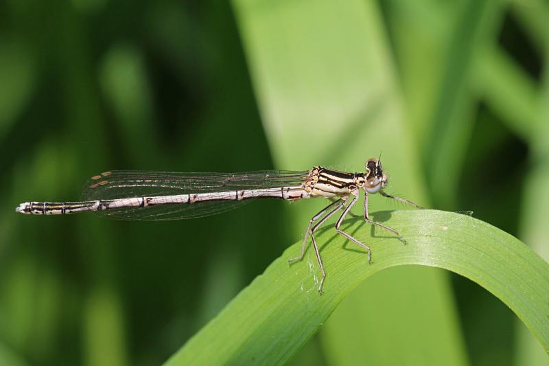 Тонкая желтовато-бурая самка стрекозы-стрелки (Coenagrionidae) с выпуклыми глазами, чёрным рисунком на теле и сложенными вдоль тела крыльями сидит на травинке