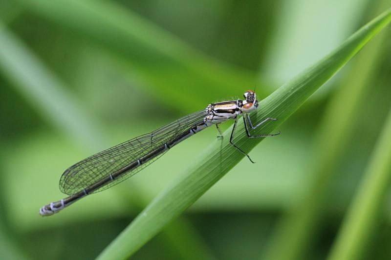 Тонкая голубая стрекоза-стрелка (Coenagrionidae) с выпуклыми глазами, чёрным рисунком на теле и сложенными вдоль тела крыльями сидит на травинке