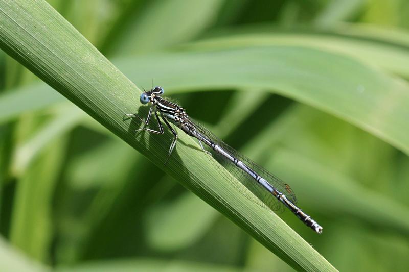 Тонкая голубая стрекоза-стрелка (Coenagrionidae) с выпуклыми глазами, чёрным рисунком на теле и сложенными вдоль тела крыльями сидит на травинке