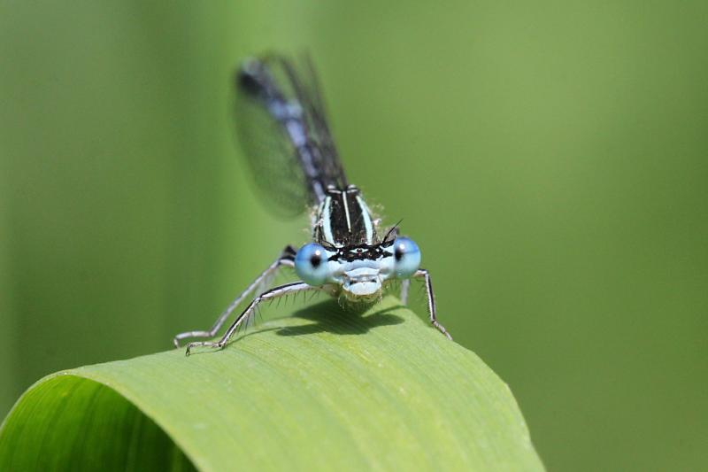 Портрет тонкой голубой стрекозы-стрелки (Coenagrionidae) с выпуклыми глазами, чёрным рисунком на теле и сложенными вдоль тела крыльями