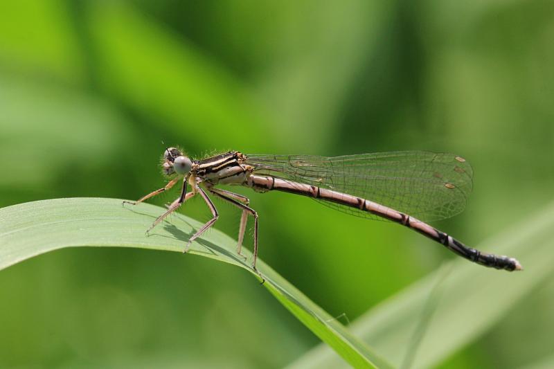 Тонкая желтовато-бурая самка стрекозы-стрелки (Coenagrionidae) с выпуклыми глазами, чёрным рисунком на теле и сложенными вдоль тела крыльями сидит на травинке