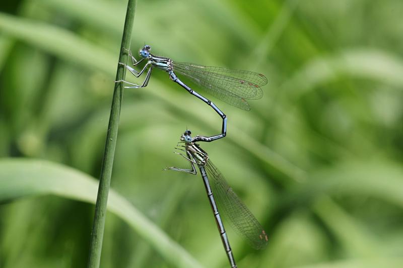 Копуляция (размножение) двух тонких голубых стрекоз-стрелок (Coenagrionidae): одна держит другую за шею специальными щупиками на конце брюшка