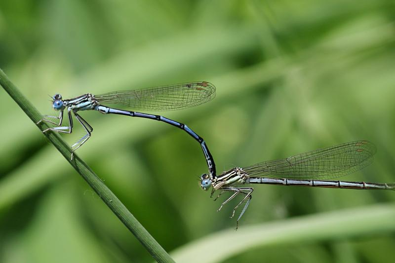 Копуляция (размножение) двух тонких голубых стрекоз-стрелок (Coenagrionidae): одна держит другую за шею специальными щупиками на конце брюшка