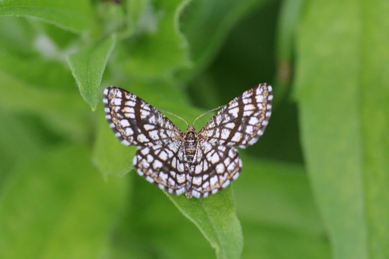 Пяденица клеверная, Пяденица решетчатая (Chiasmia clathrata, Semiothisa clathrata) - некрупная бабочка с черно-белым сетчатым (решётчатым) рисунком на крыльях