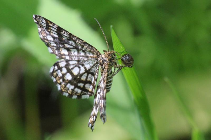 Пяденица клеверная, Пяденица решетчатая (Chiasmia clathrata, Semiothisa clathrata) - некрупная бабочка с черно-белым сетчатым (решётчатым) рисунком на крыльях