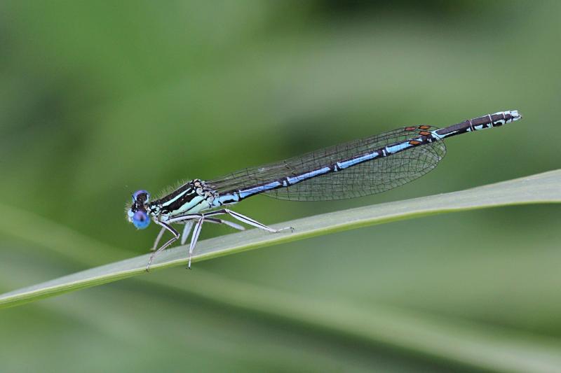 Тонкая голубая стрекоза-стрелка (Coenagrionidae) с выпуклыми глазами, чёрным рисунком на теле и сложенными вдоль тела крыльями сидит на травинке