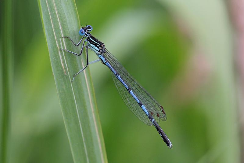 Тонкая голубая стрекоза-стрелка (Coenagrionidae) с выпуклыми глазами, чёрным рисунком на теле и сложенными вдоль тела крыльями сидит на травинке