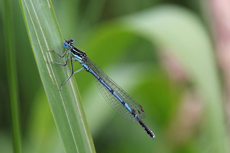 Тонкая голубая стрекоза-стрелка (Coenagrionidae) с выпуклыми глазами, чёрным рисунком на теле и сложенными вдоль тела крыльями сидит на травинке