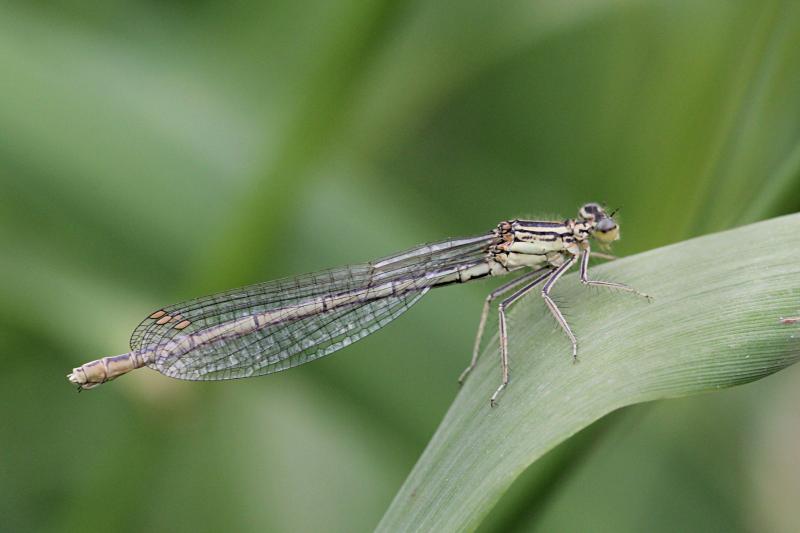 Тонкая зеленовато-серая самка стрекозы-стрелки (Coenagrionidae) с выпуклыми глазами, чёрным рисунком на теле и сложенными вдоль тела крыльями сидит на травинке