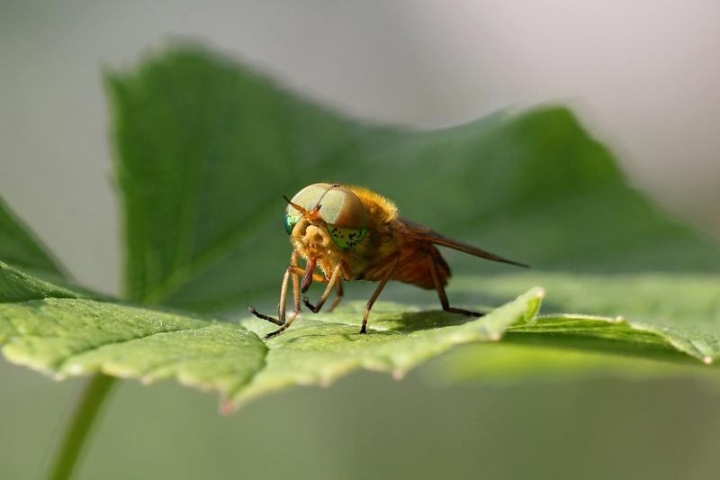 Самец слепня Сильвий золотистый (Silvius alpinus) - светлый паут жёлтоватого цвета с блестящими зелёными глазами с тёмными пятнами