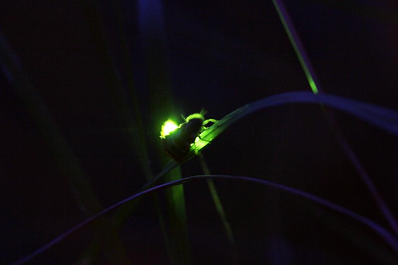 Светлячок (Lampyris noctiluca) на травинке ночью. Светится зелёный огонёк