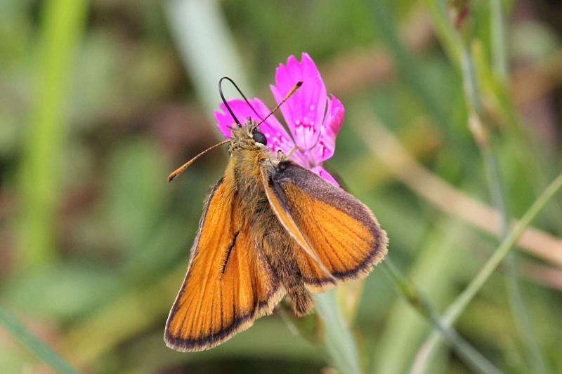 Толстоголовка (Hesperiidae) - некрупная бабочка с короткими оранжевыми, сложенными буквой К крыльями и крупной головой пьет нектар из цветка гвоздики длинным хоботком