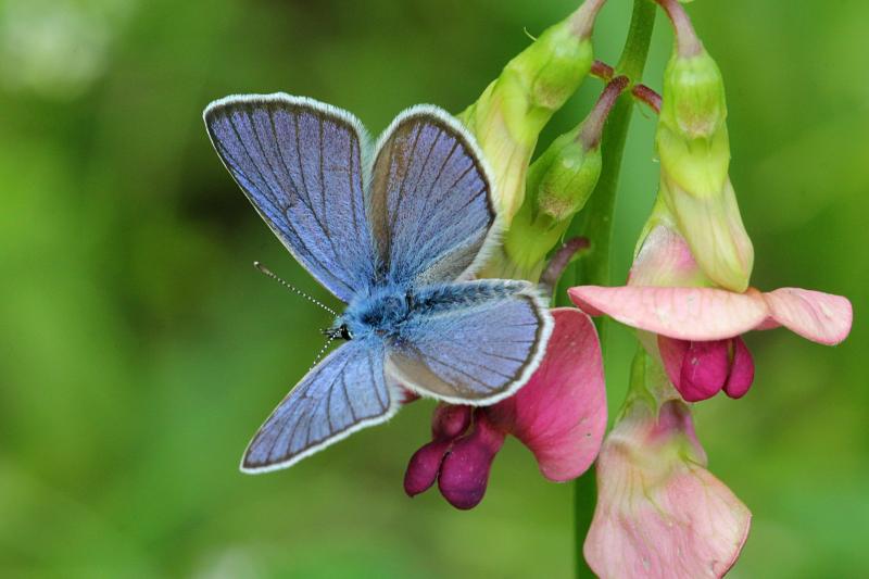 Голубянка (лат. Cupidinidae) - бабочка с голубыми сверху крыльями, и серыми снизу с черными точками на розовом цветке чины (лат. Lathyrus) - дикого бобового растения
