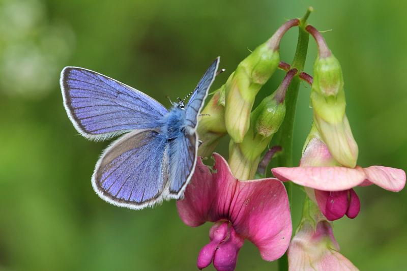 Голубянка (лат. Cupidinidae) - бабочка с голубыми сверху крыльями, и серыми снизу с черными точками на розовом цветке чины (лат. Lathyrus) - дикого бобового растения