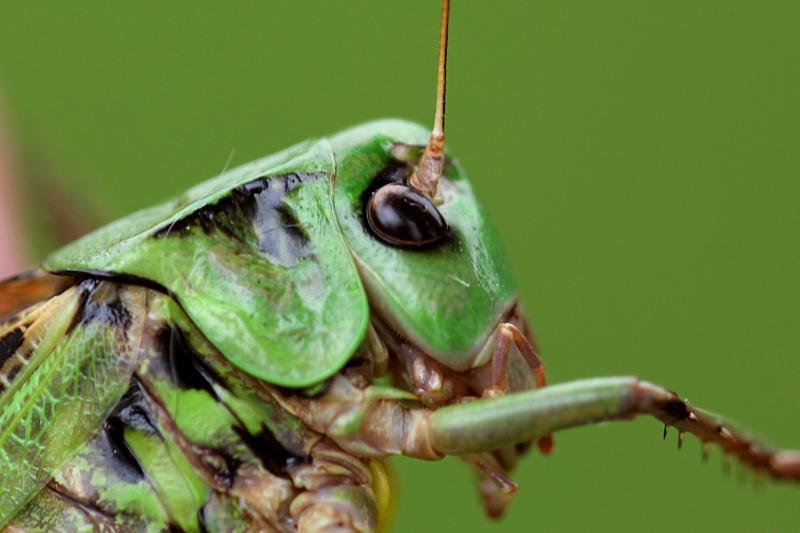 Кузнечик серый, или пёстрый (лат. Decticus verrucivorus) - крупное насекомое («саранча») с зелёным панцирем, длинными крыльями, серыми лапами и жёлтым пузом, самец без сабли