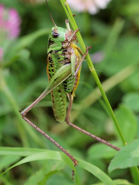 Кузнечик серый, или пёстрый (лат. Decticus verrucivorus) - крупное насекомое («саранча») с зелёным панцирем, длинными крыльями, серыми лапами и жёлтым пузом, самец без сабли