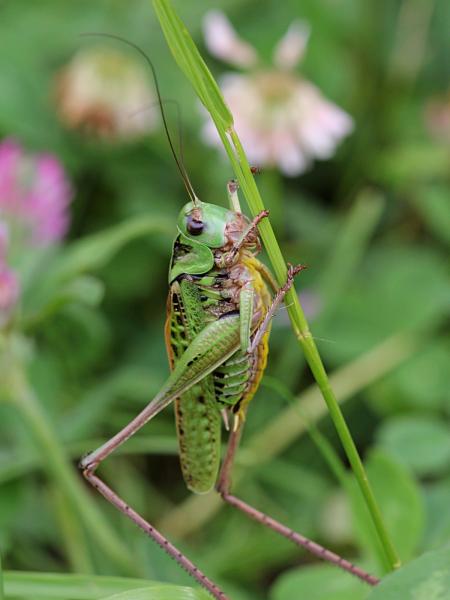 Кузнечик серый, или пёстрый (лат. Decticus verrucivorus) - крупное насекомое («саранча») с зелёным панцирем, длинными крыльями, серыми лапами и жёлтым пузом, самец без сабли