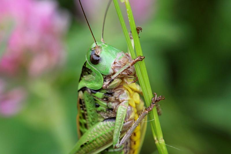 Кузнечик серый, или пёстрый (лат. Decticus verrucivorus) - крупное насекомое («саранча») с зелёным панцирем, длинными крыльями, серыми лапами и жёлтым пузом, самец без сабли