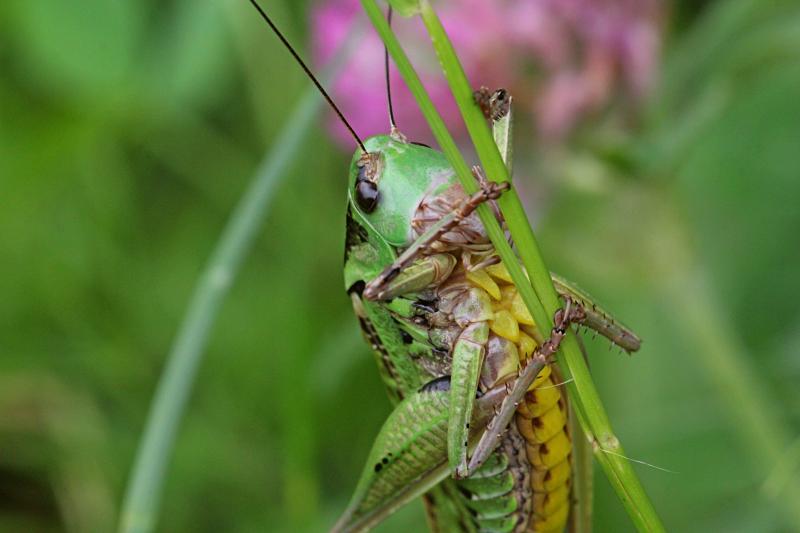 Кузнечик серый, или пёстрый (лат. Decticus verrucivorus) - крупное насекомое («саранча») с зелёным панцирем, длинными крыльями, серыми лапами и жёлтым пузом, самец без сабли