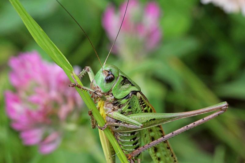 Кузнечик серый, или пёстрый (лат. Decticus verrucivorus) - крупное насекомое («саранча») с зелёным панцирем, длинными крыльями, серыми лапами и жёлтым пузом, самец без сабли