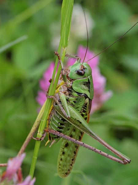 Кузнечик серый, или пёстрый (лат. Decticus verrucivorus) - крупное насекомое («саранча») с зелёным панцирем, длинными крыльями, серыми лапами и жёлтым пузом, самец без сабли