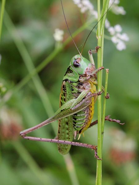 Кузнечик серый, или пёстрый (лат. Decticus verrucivorus) - крупное насекомое («саранча») с зелёным панцирем, длинными крыльями, серыми лапами и жёлтым пузом, самец без сабли