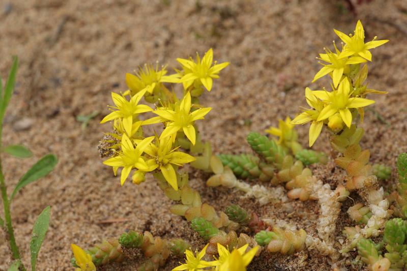 Очиток едкий (лат. Sedum acre) - жёлтые звёздчатые цветочки и листики-чешуйки на голом песке