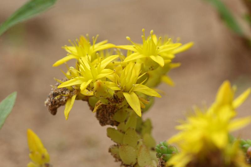 Очиток едкий (лат. Sedum acre) - жёлтые звёздчатые цветочки и листики-чешуйки на голом песке