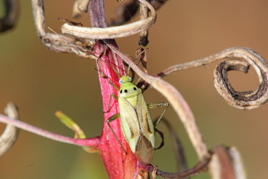 Клоп из семейства слепняков (Miridae) светло-зелёного цвета с хоботком, удлинёнными задними лапами, выпуклыми глазами, 4 точками на спинке и коричневыми крыльями