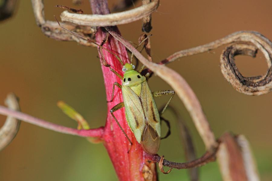 Клоп из семейства слепняков (Miridae) светло-зелёного цвета с хоботком, удлинёнными задними лапами, выпуклыми глазами, 4 точками на спинке и коричневыми крыльями