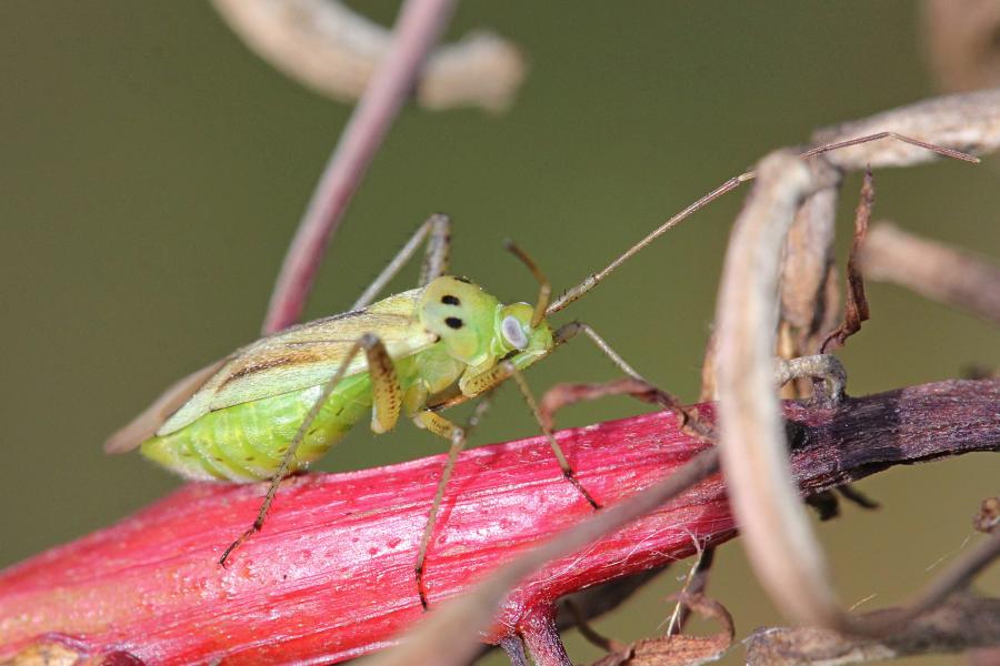 Клоп из семейства слепняков (Miridae) светло-зелёного цвета с хоботком, удлинёнными задними лапами, выпуклыми глазами, 4 точками на спинке и коричневыми крыльями