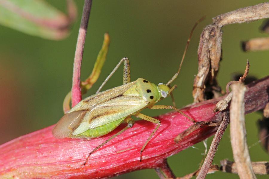 Клоп из семейства слепняков (Miridae) светло-зелёного цвета с хоботком, удлинёнными задними лапами, выпуклыми глазами, 4 точками на спинке и коричневыми крыльями