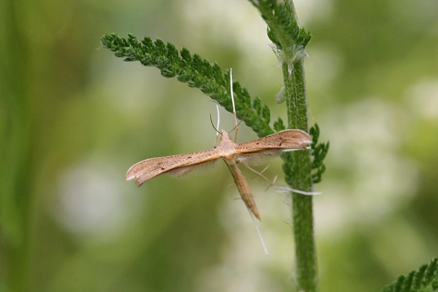 Пальцекрылка (лат. Pterophoridae, птерофорида) - некрупная сумеречная бабочка (моль) с узкими лопастными крыльями буровато-серого цвета и длинными ногами