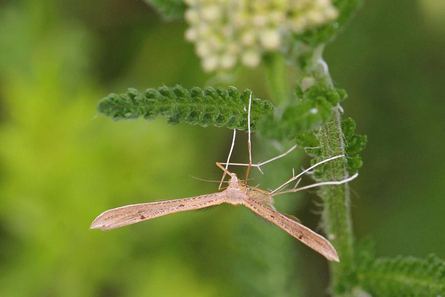 Пальцекрылка (лат. Pterophoridae, птерофорида) - некрупная сумеречная бабочка (моль) с узкими лопастными крыльями буровато-серого цвета и длинными ногами