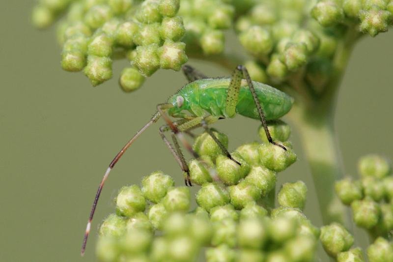 Нимфа (молодое неполовозрелое насекомое) клопа из семейства слепняков (Miridae) зелёного цвета с хоботком, удлинёнными задними лапами, волосками на теле, длинными усами и зачатками крыльев