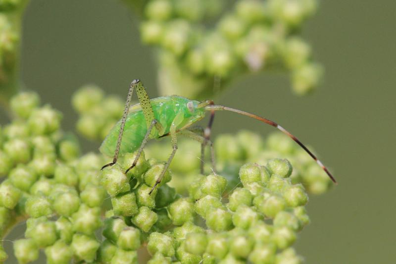 Нимфа (молодое неполовозрелое насекомое) клопа из семейства слепняков (Miridae) зелёного цвета с хоботком, удлинёнными задними лапами, волосками на теле, длинными усами и зачатками крыльев