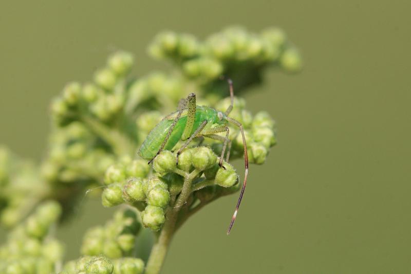 Нимфа (молодое неполовозрелое насекомое) клопа из семейства слепняков (Miridae) зелёного цвета с хоботком, удлинёнными задними лапами, волосками на теле, длинными усами и зачатками крыльев