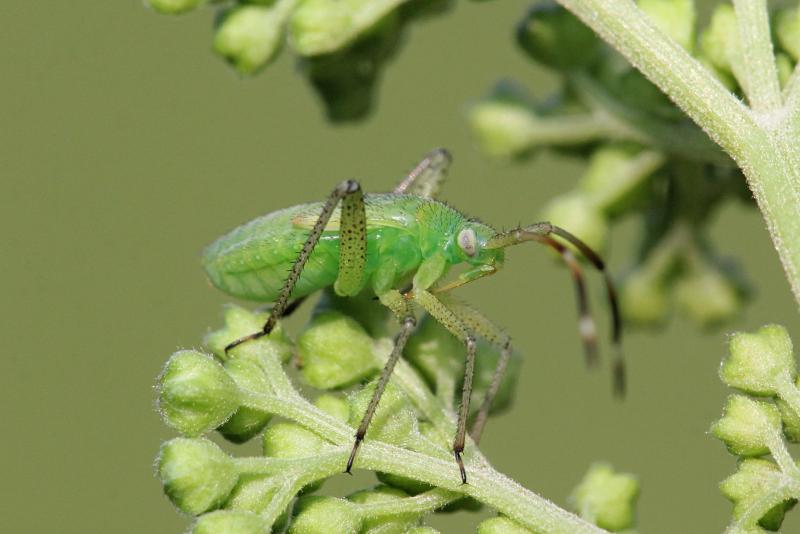 Нимфа (молодое неполовозрелое насекомое) клопа из семейства слепняков (Miridae) зелёного цвета с хоботком, удлинёнными задними лапами, волосками на теле, длинными усами и зачатками крыльев