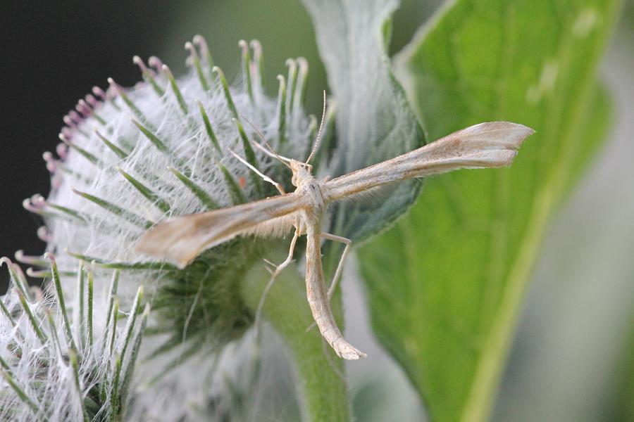 Пальцекрылка (лат. Pterophoridae, птерофорида) - некрупная сумеречная бабочка (моль) с узкими лопастными крыльями буровато-серого цвета и длинными ногами