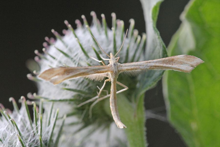 Пальцекрылка (лат. Pterophoridae, птерофорида) - некрупная сумеречная бабочка (моль) с узкими лопастными крыльями буровато-серого цвета и длинными ногами