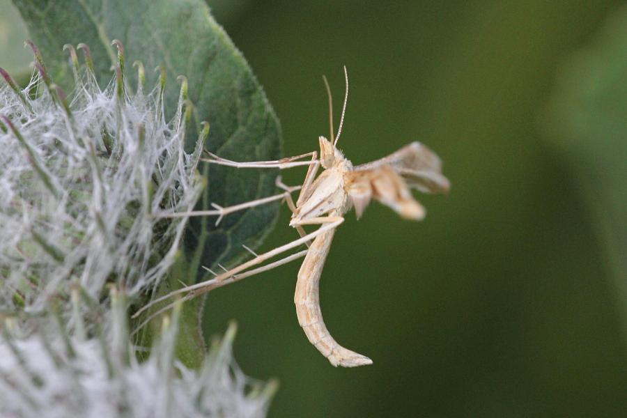 Пальцекрылка (лат. Pterophoridae, птерофорида) - некрупная сумеречная бабочка (моль) с узкими лопастными крыльями буровато-серого цвета и длинными ногами