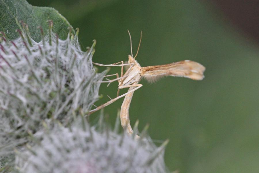 Пальцекрылка (лат. Pterophoridae, птерофорида) - некрупная сумеречная бабочка (моль) с узкими лопастными крыльями буровато-серого цвета и длинными ногами