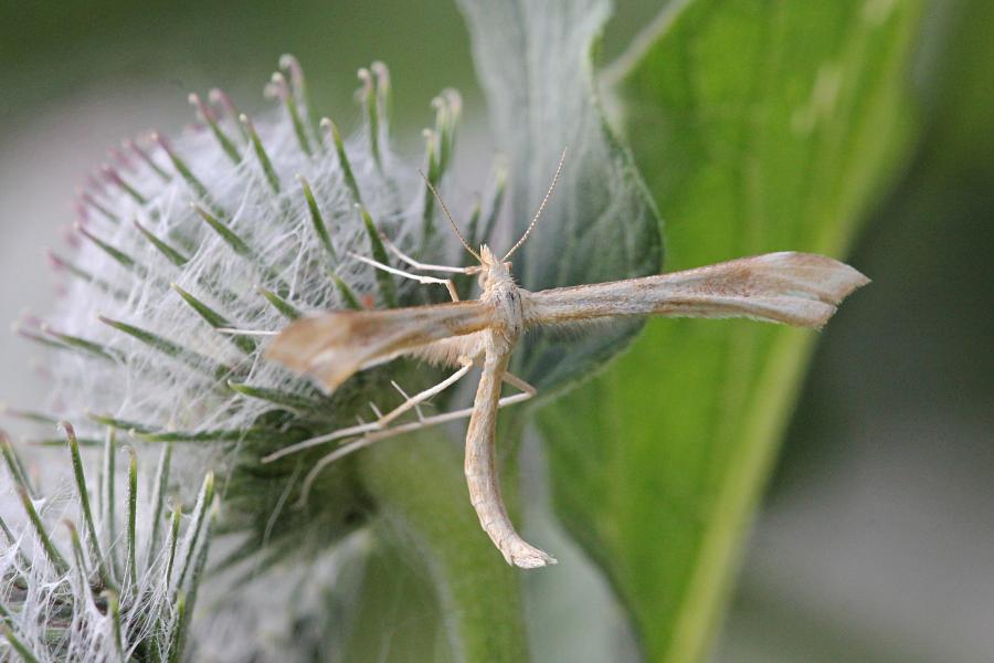 Пальцекрылка (лат. Pterophoridae, птерофорида) - некрупная сумеречная бабочка (моль) с узкими лопастными крыльями буровато-серого цвета и длинными ногами