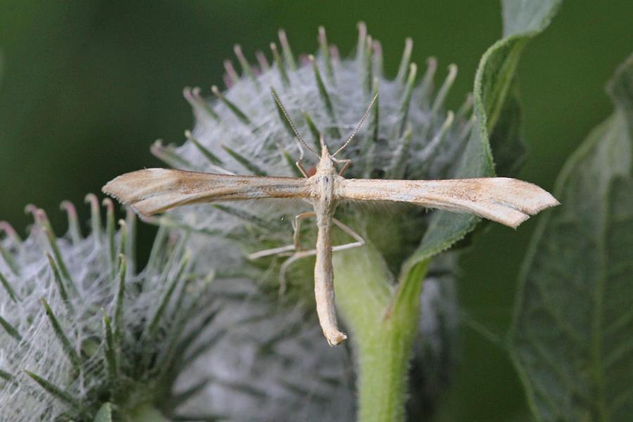 Пальцекрылка (лат. Pterophoridae, птерофорида) - некрупная сумеречная бабочка (моль) с узкими лопастными крыльями буровато-серого цвета и длинными ногами